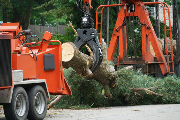 Best Tree Trimming Near Me  in Shandon, CA